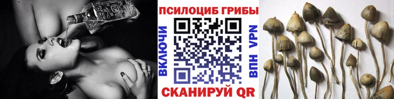 Псилоцибиновые грибы Psilocybe Ковылкино
